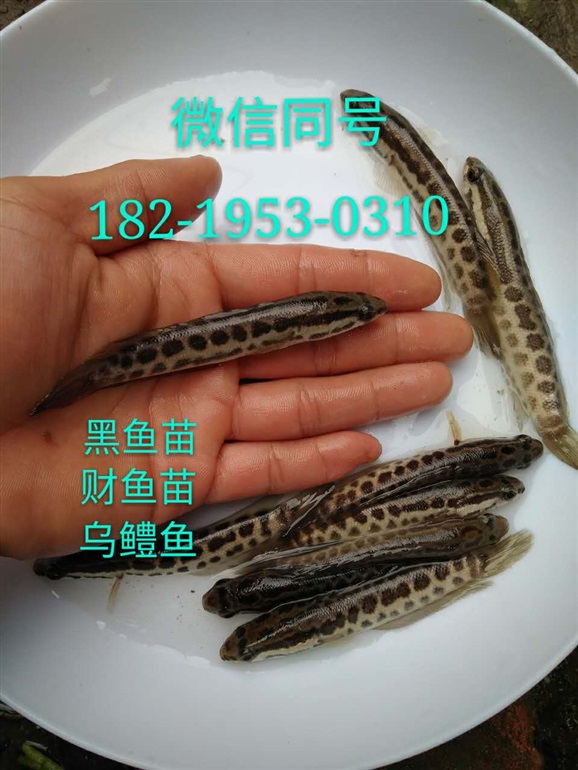杂交黑鱼苗批发价格生鱼苗出售乌鳢鱼苗大量供应