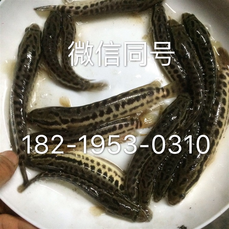 杂交黑鱼苗批发价格生鱼苗出售乌鳢鱼苗大量供应