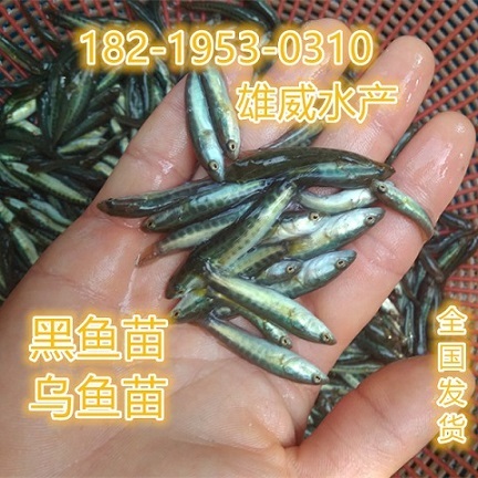 杂交黑鱼苗批发价格生鱼苗出售乌鳢鱼苗大量供应