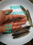 杂交黑鱼苗批发价格生鱼苗出售乌鳢鱼苗大量供应