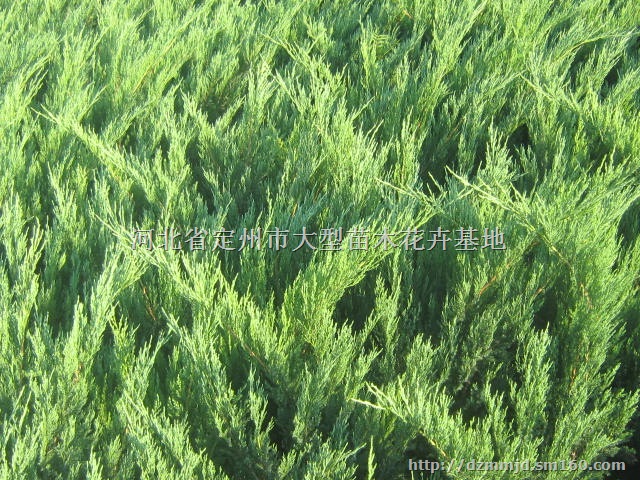 河北保定定州沙地柏批发 沙地柏50公分高2分枝每棵