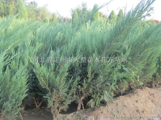 河北保定定州沙地柏批发 沙地柏50公分高2分枝每棵