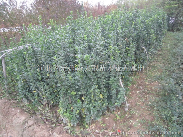河北定州北海道黄杨高度1米价格每棵6元
