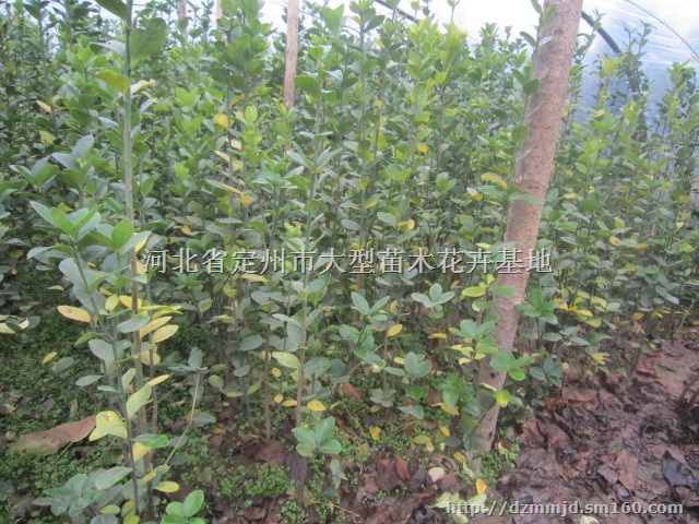 河北定州北海道黄杨高度1米价格每棵6元