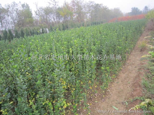 河北定州北海道黄杨高度1米价格每棵6元