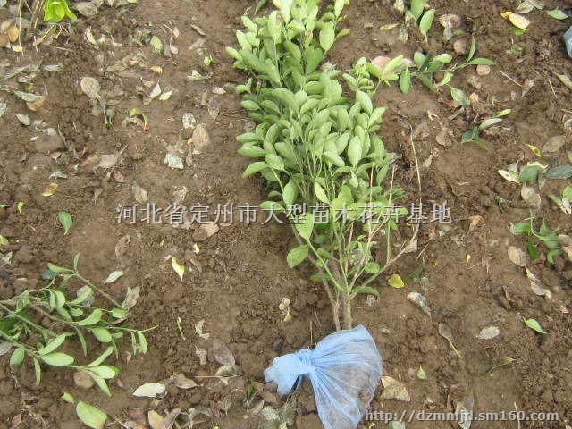 河北定州大叶黄杨50公分高 价格1.6元