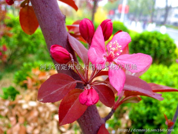 河北定州优质红宝石海棠小苗价格便宜