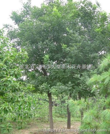 河北定州国槐价格 8公分国槐价格高 4公分国槐价格