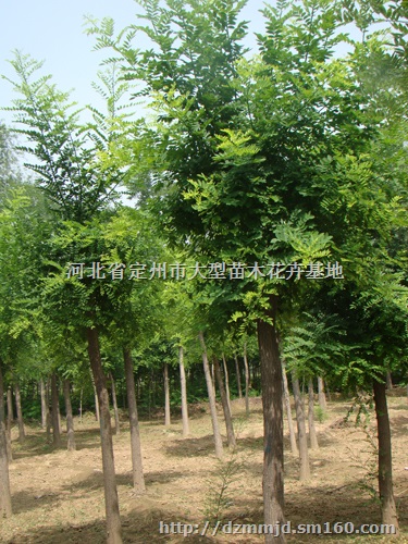河北定州国槐价格 8公分国槐价格高 4公分国槐价格