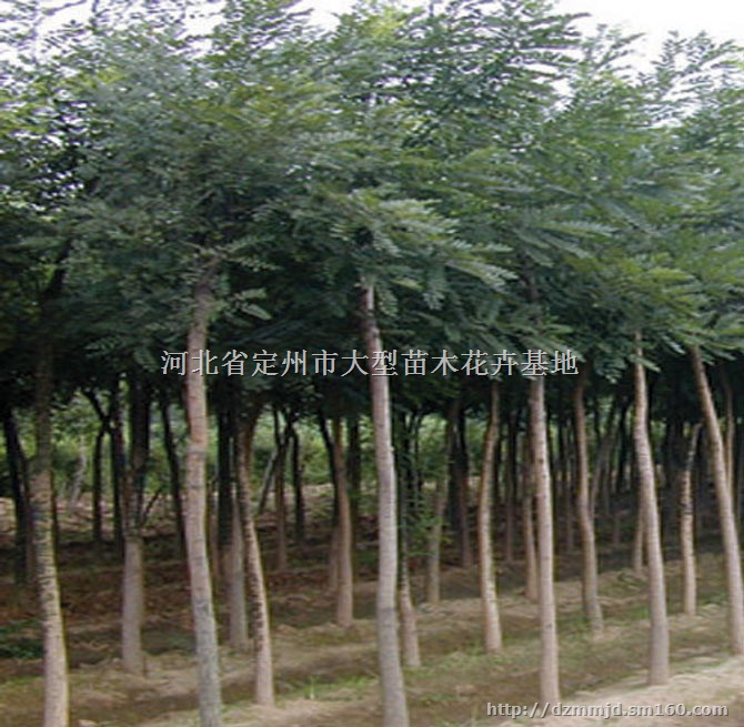 河北定州国槐价格 8公分国槐价格高 4公分国槐价格