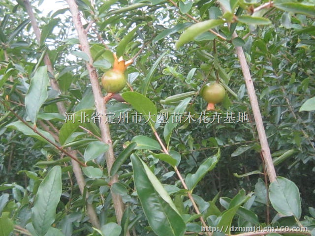 河北定州果石榴 花石榴地径4公分高2米价格每棵15