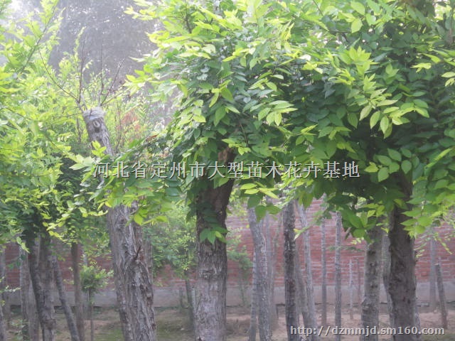 河北定州高杆金叶榆4公分1000棵