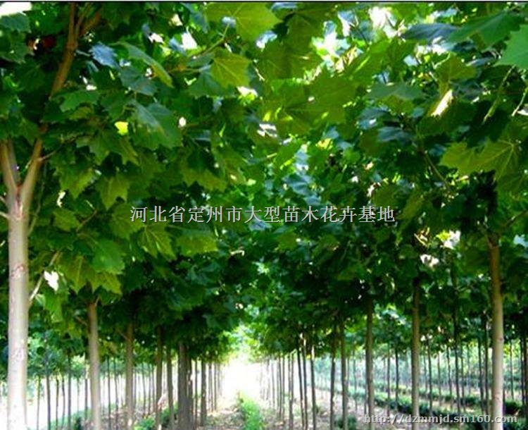 河北法桐价格 8公分速生法桐价格 6公分法桐价格
