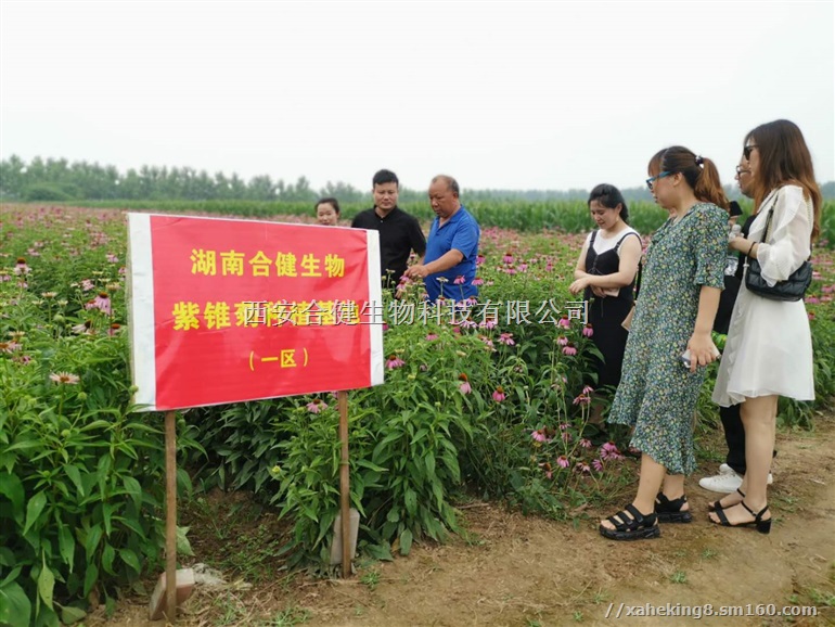 湖南紫锥菊提取物菊苣酸4功效