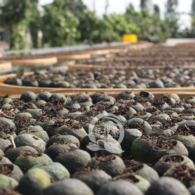 8月新会小青柑制作，柑香油满正当时