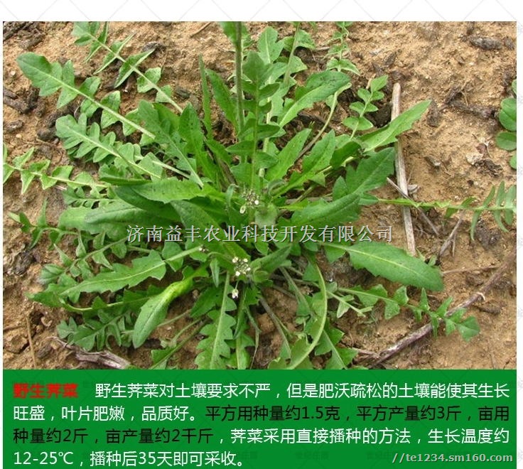 花叶荠菜种子 济南优质野菜种子销售