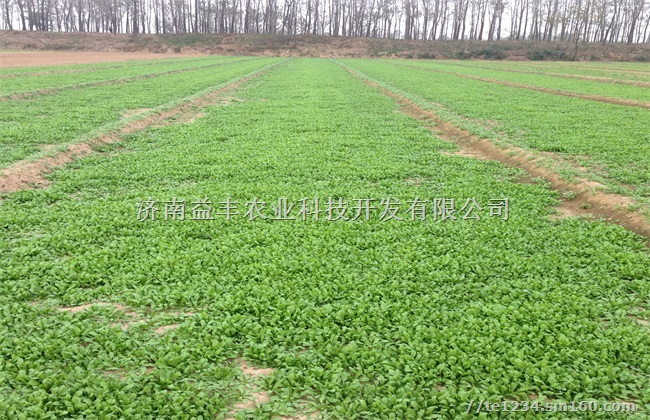 花叶荠菜种子 济南优质野菜种子销售