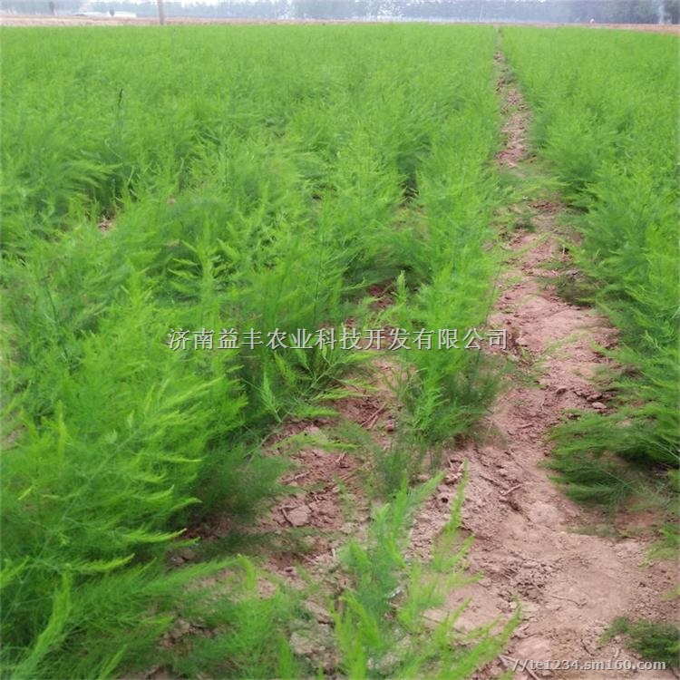 绿芦笋专业种植合作社 大量供应优质芦笋种苗