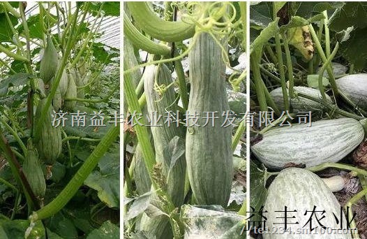 贵族南瓜种子 蜜瓜也叫丑瓜种子口感香甜 甘面