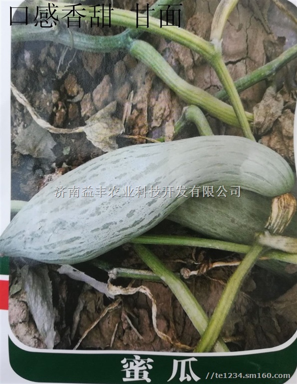 贵族南瓜种子 蜜瓜也叫丑瓜种子口感香甜 甘面