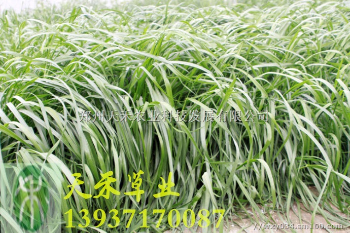 出售一年生黑麦草种子 可饲喂猪牛羊鹅鱼等 产草量高