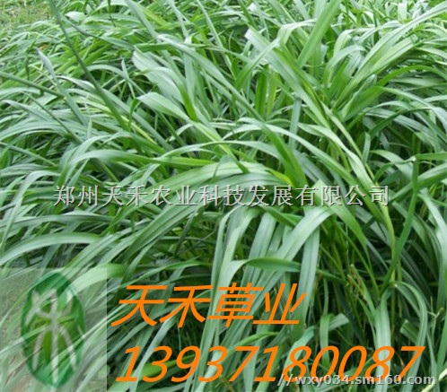 出售一年生黑麦草种子 可饲喂猪牛羊鹅鱼等 产草量高