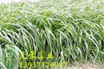 出售一年生黑麦草种子 可饲喂猪牛羊鹅鱼等 产草量高