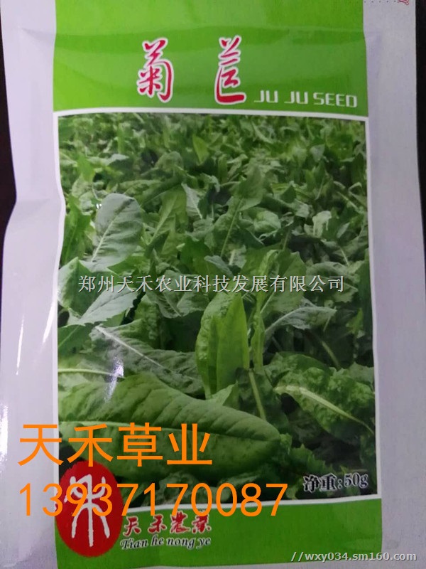 出售欧洲菊苣草种 可饲喂猪牛羊鹅鱼鸡等 产草量高