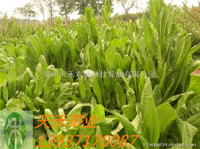 出售欧洲菊苣草种 可饲喂猪牛羊鹅鱼鸡等 产草量高
