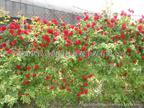 湖北园林公司 湖北绿化公司 武汉园林公司 武汉绿化