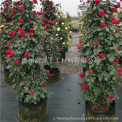 河南盆栽防草地布保湿抑草