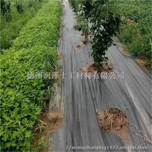 广东芒果种植园抑草园艺地布除草布