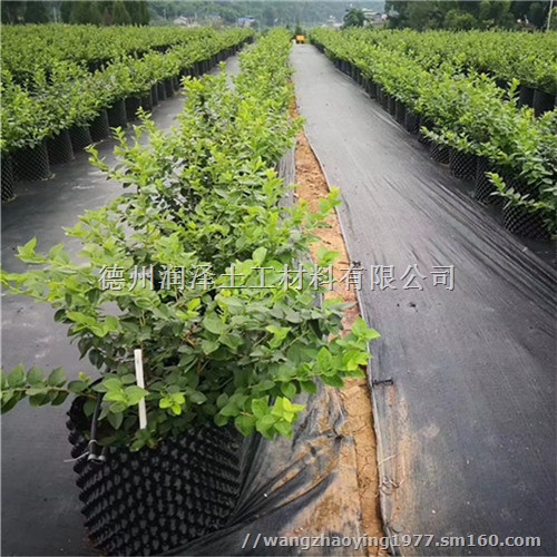 安徽蓝莓园防草布的铺设
