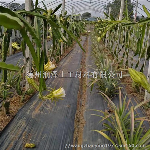 浙江火龙果铺设防草布后的维护