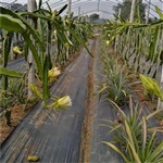 浙江火龙果铺设防草布后的维护