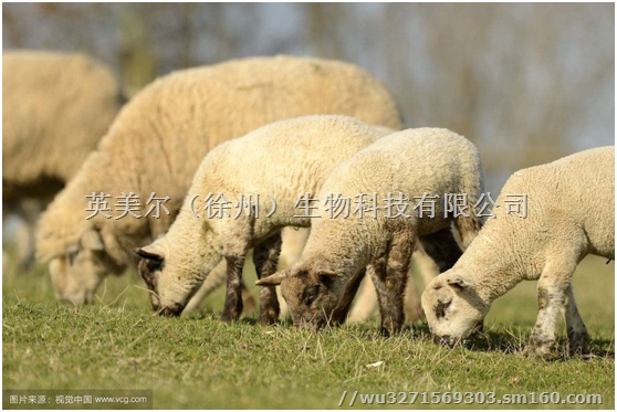 肉羊吃什么浓缩料长肉最快-肉羊吃什么料育肥长肉快
