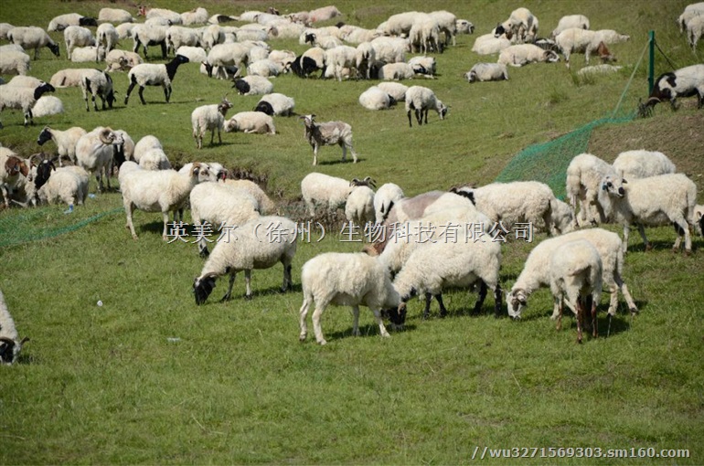 肉羊吃什么浓缩料长肉最快-肉羊吃什么料育肥长肉快