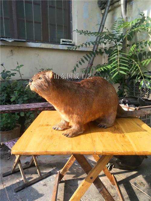 仿生真皮水獭机械仿真水獭动态模型