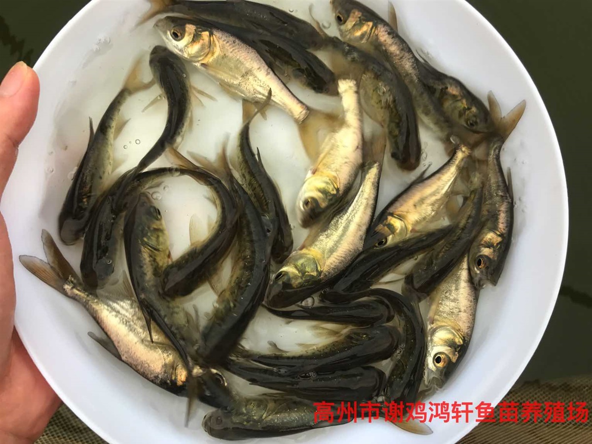 大头鱼苗价格雄鱼苗批发花鲢鱼苗四大家鱼苗