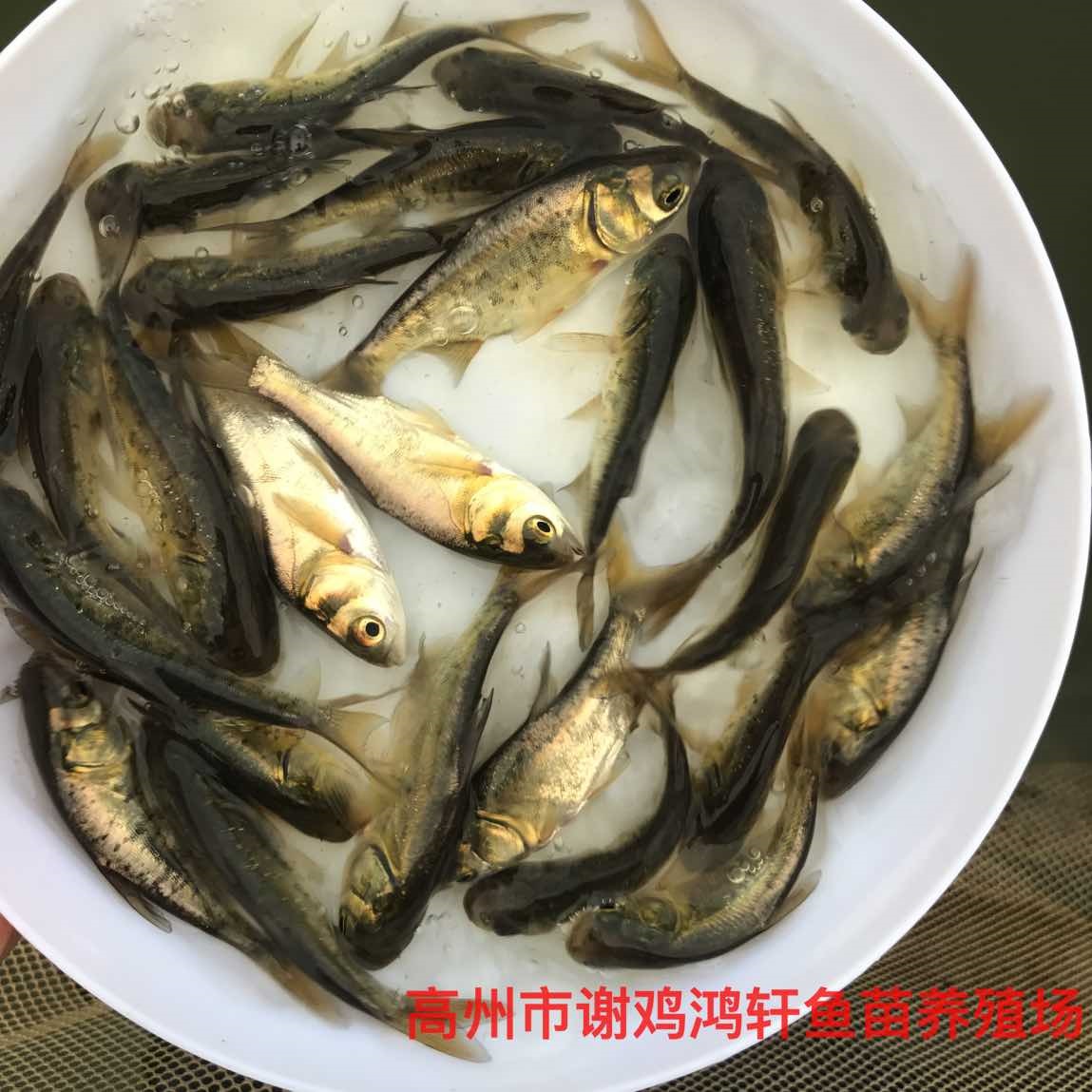 大头鱼苗价格雄鱼苗批发花鲢鱼苗四大家鱼苗
