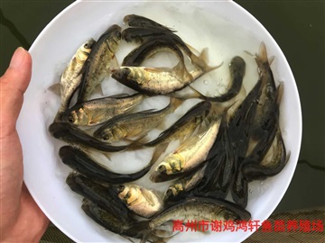 大头鱼苗价格雄鱼苗批发花鲢鱼苗四大家鱼苗