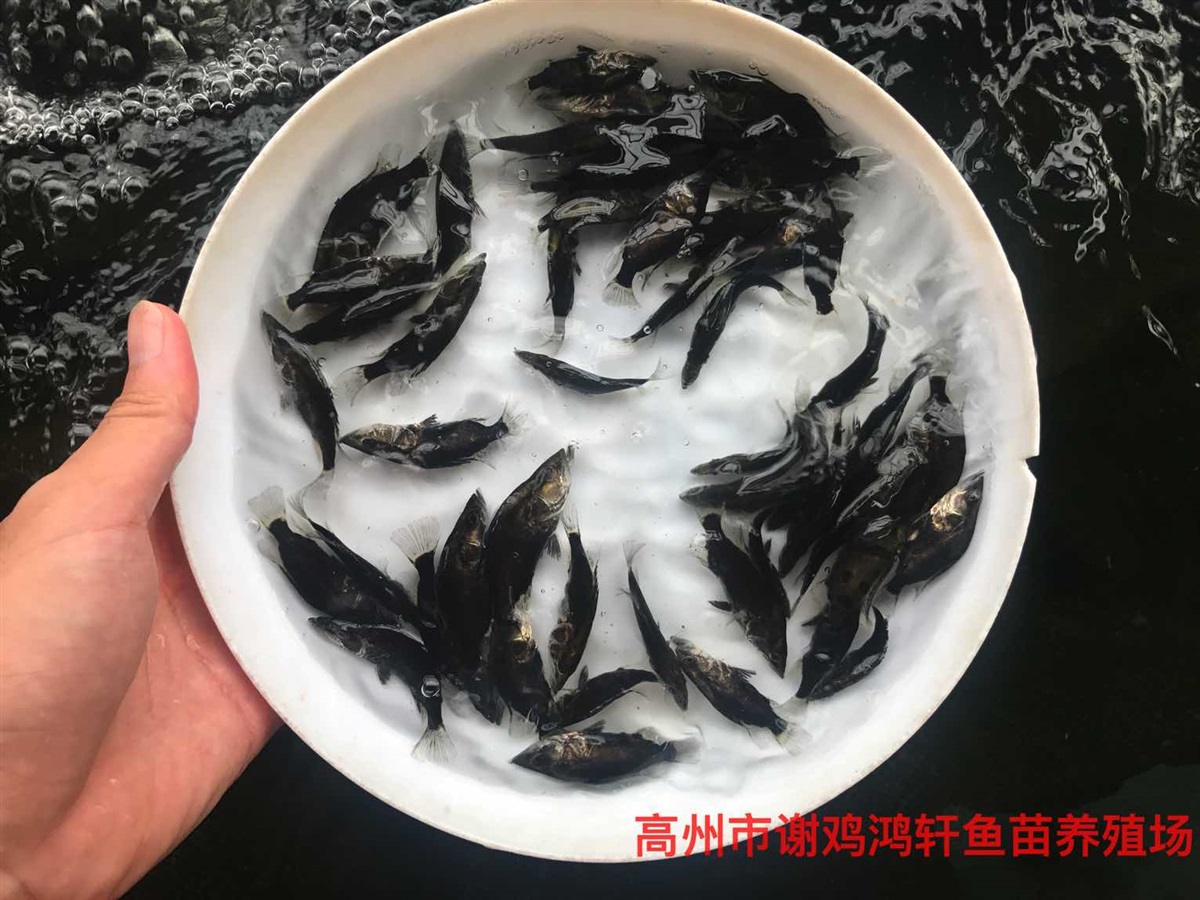 桂花鱼苗价格鳜鱼苗批发桂鱼苗杂交桂花鱼苗