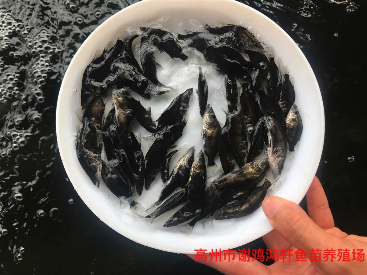 桂花鱼苗价格鳜鱼苗批发桂鱼苗杂交桂花鱼苗