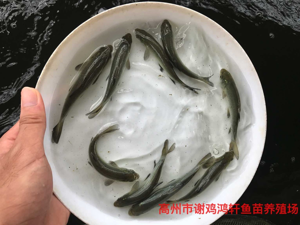 黑鲩鱼苗价格青鱼苗批发灰鲩鱼苗乌鲩鱼苗