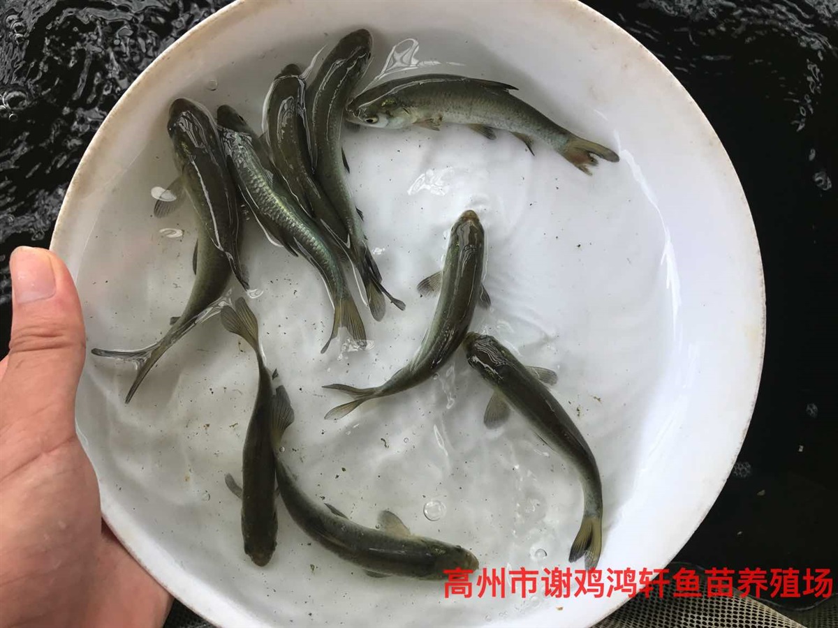黑鲩鱼苗价格青鱼苗批发灰鲩鱼苗乌鲩鱼苗