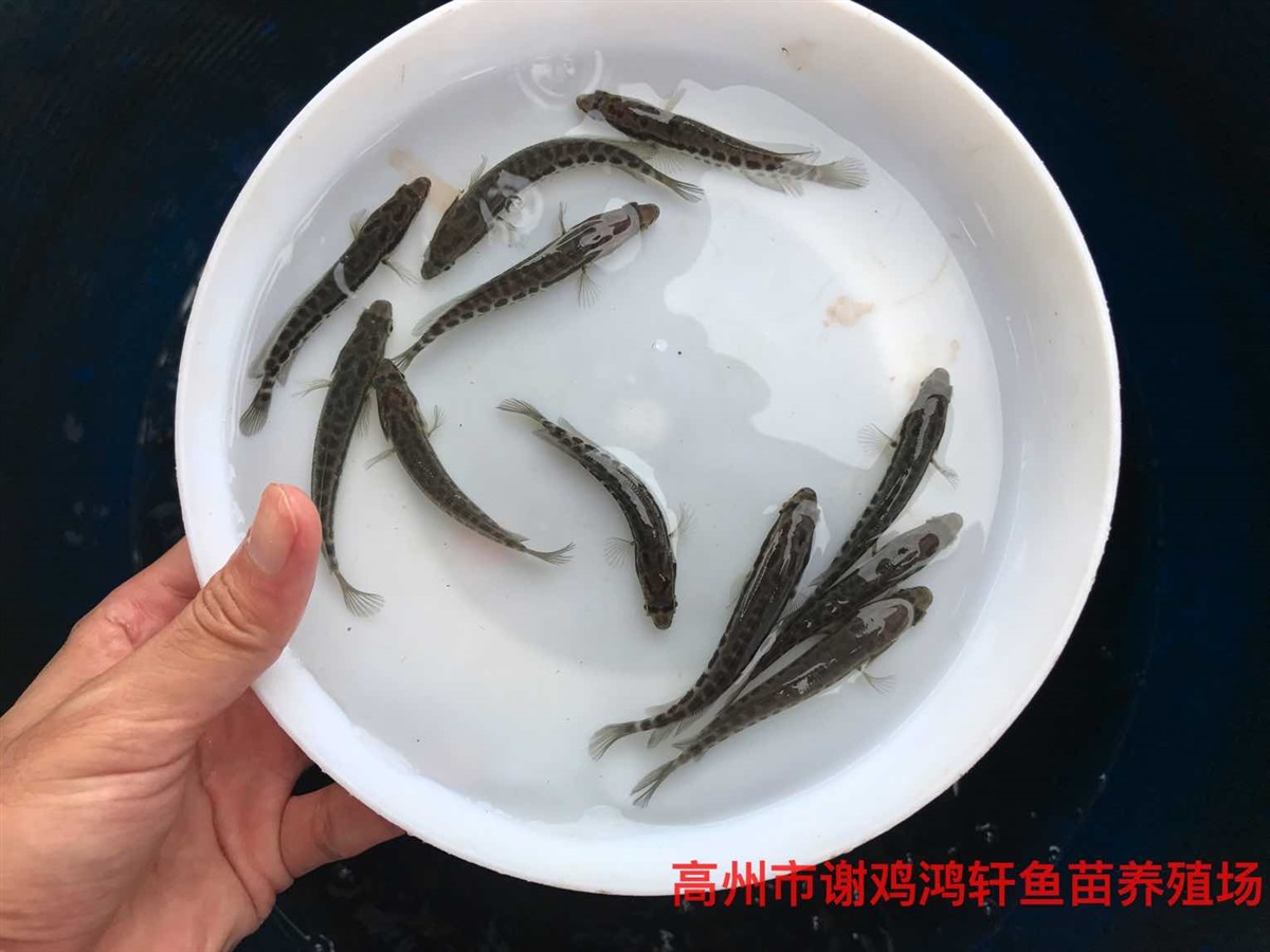 黑鱼苗价格杂交生鱼苗批发乌鳢鱼苗财鱼苗