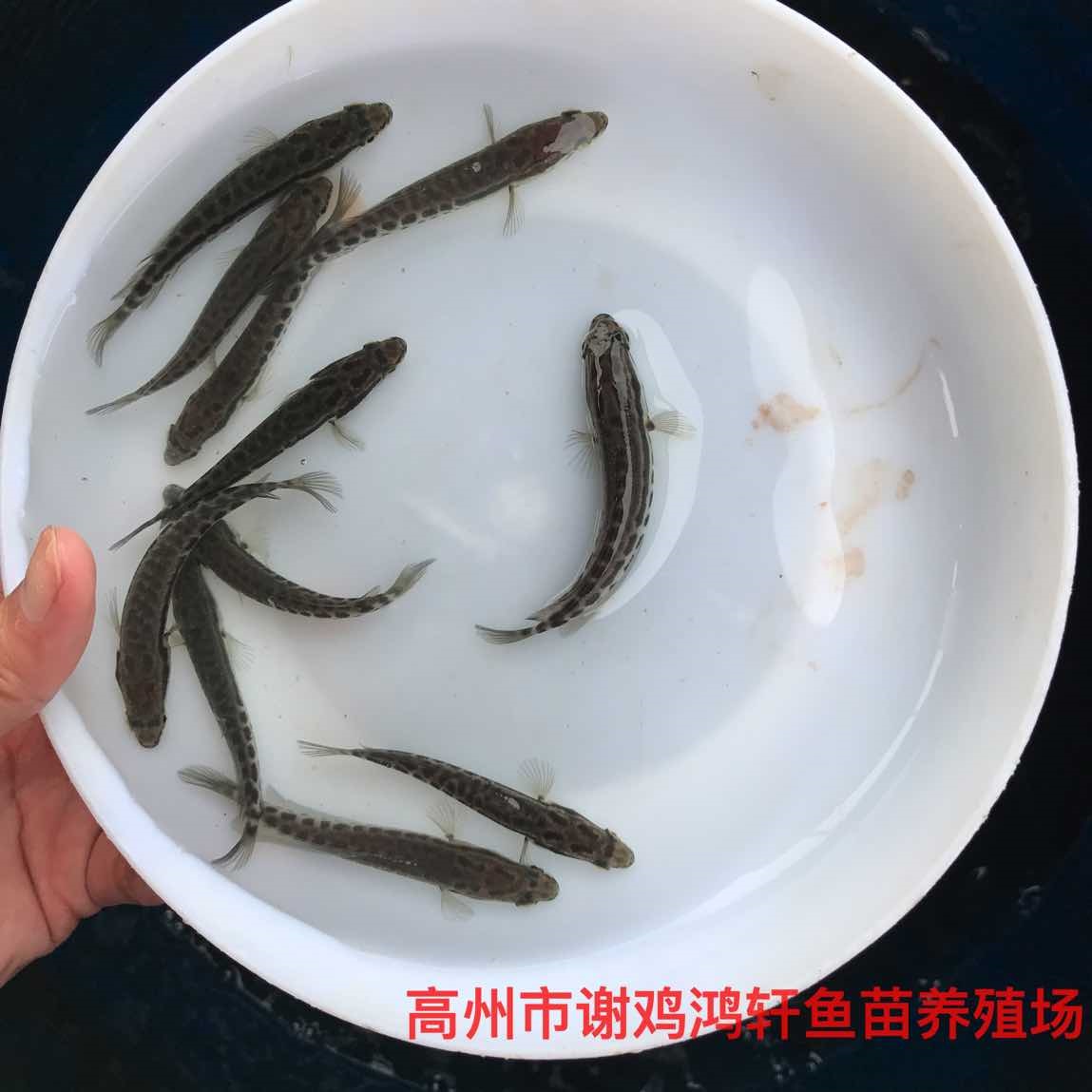 黑鱼苗价格杂交生鱼苗批发乌鳢鱼苗财鱼苗