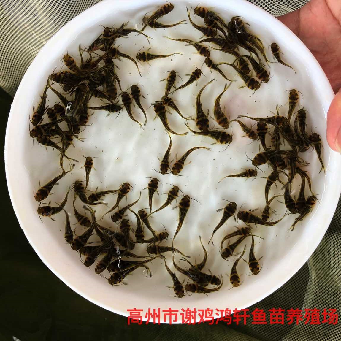 黄骨鱼苗价格杂交黄颡鱼苗批发黄辣丁鱼苗黄蜂鱼苗