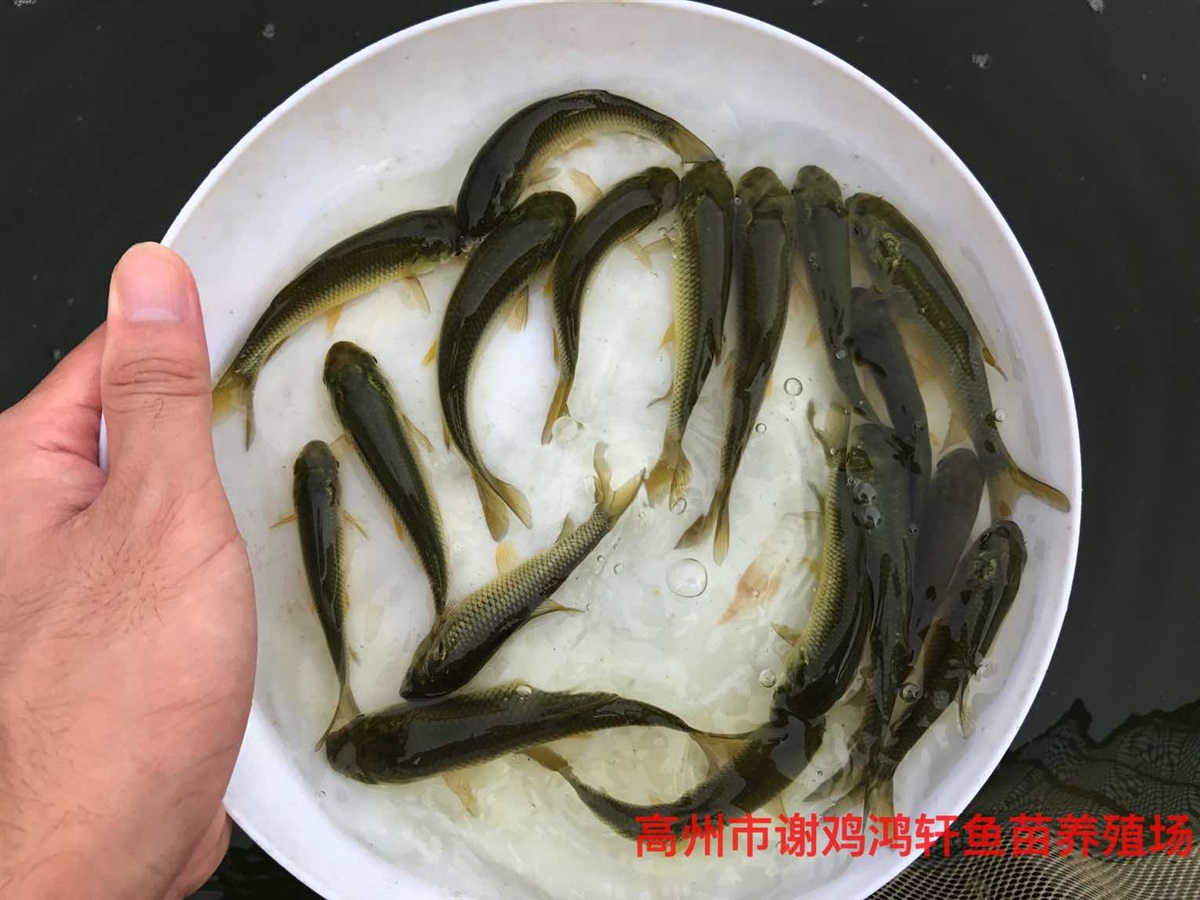 长江草鱼苗价格草鱼苗批发鲩鱼苗长江鲩鱼苗