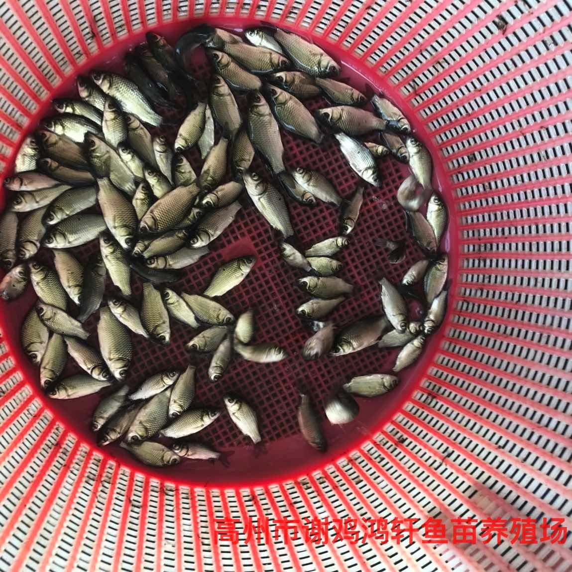 丰产鲫鱼苗价格中科3号鲫鱼苗批发圆头鲫鱼苗银鲫鱼苗